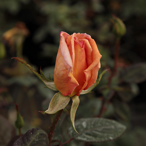 Pоза Копринена кайсия - оранжев - Чайно хибридни рози 